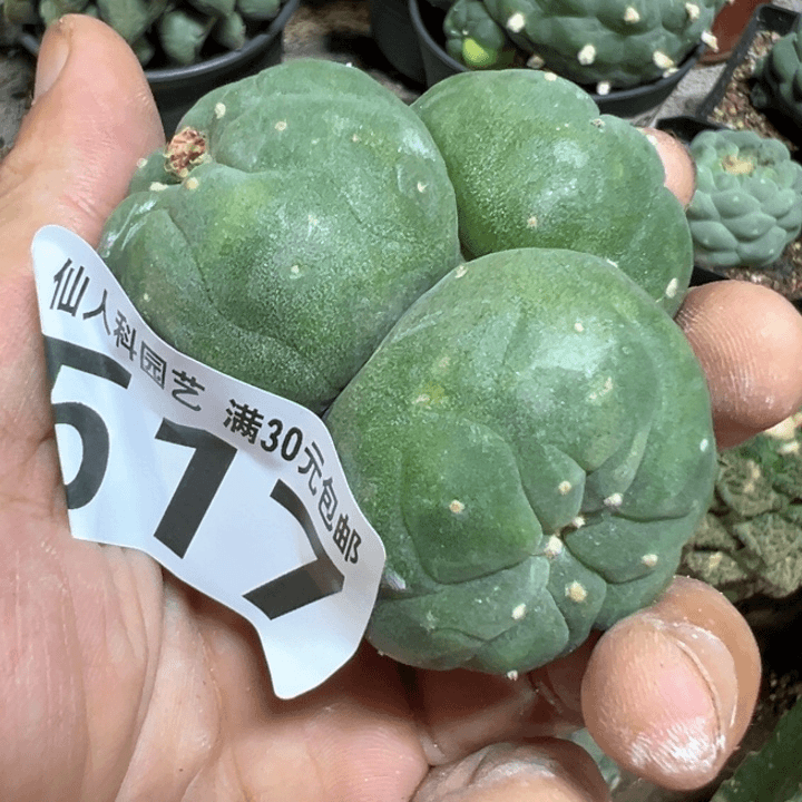 福利落地仙群517