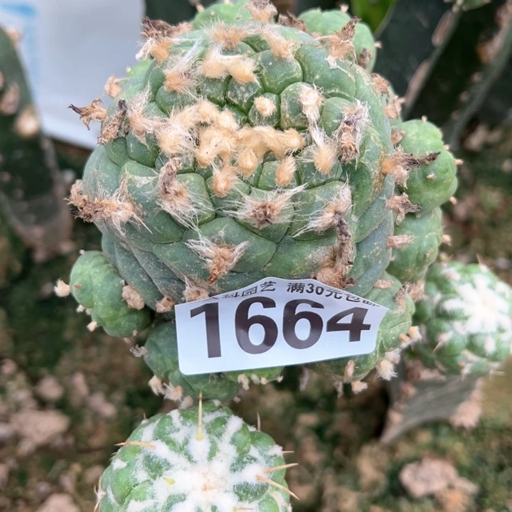 福利佛头1664仙人球