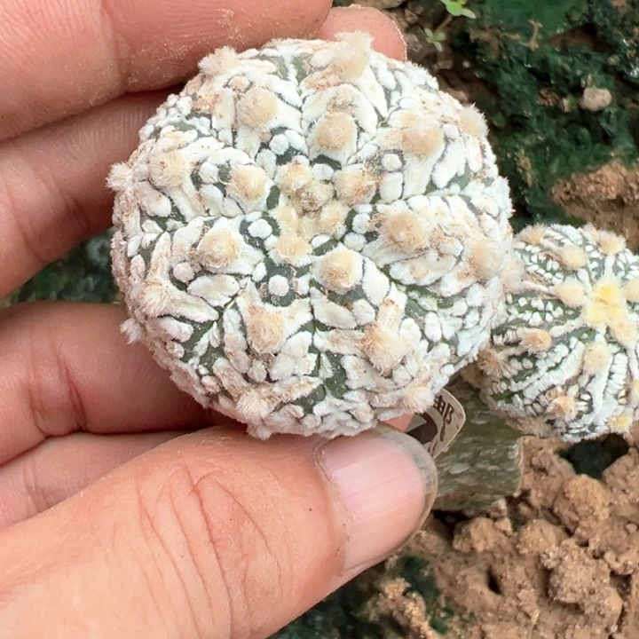 福利苗接ｖ兜1527