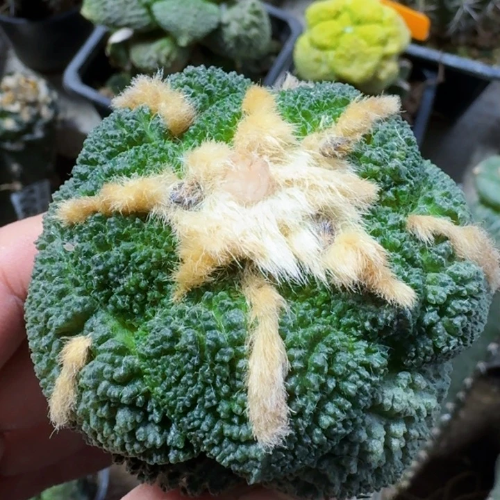 福利苗接哥斯拉连山1476