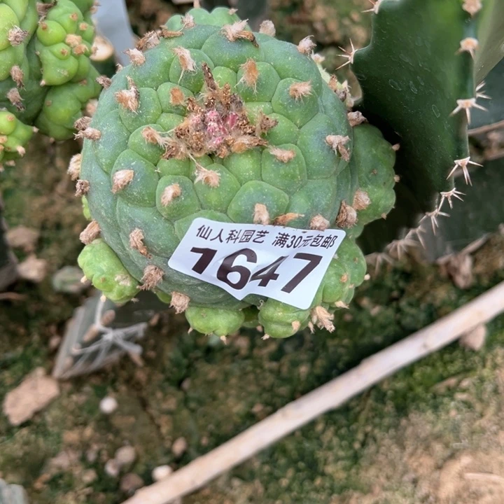 十**刚福利大佛头1647仙人球