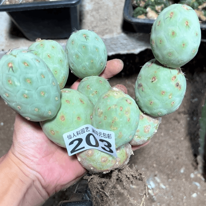 福利自根白皮洞洞习203