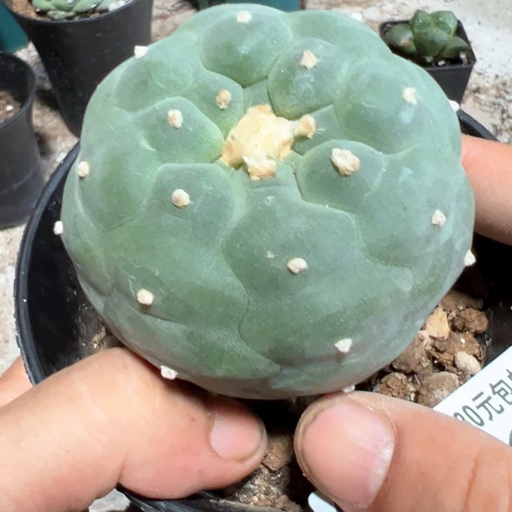 福利苗接佛头198
