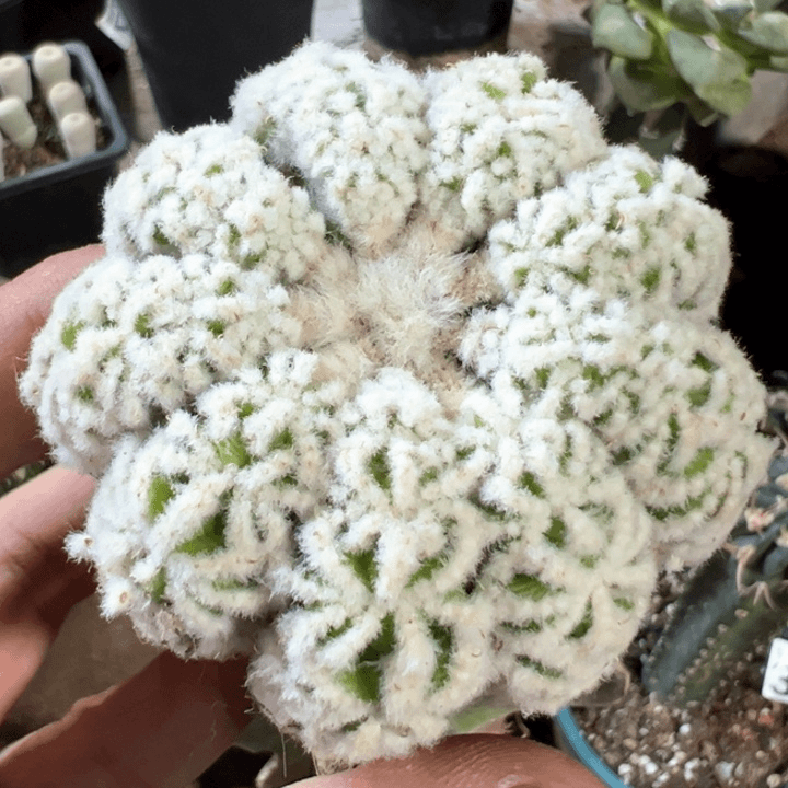 福利辛顿花龙群413