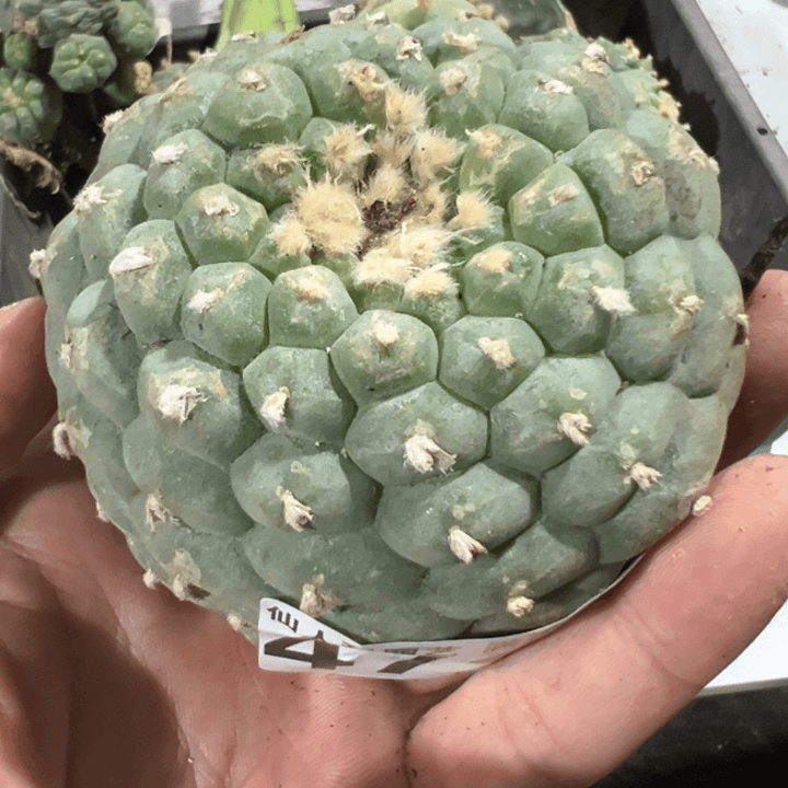 福利自根佛头4724