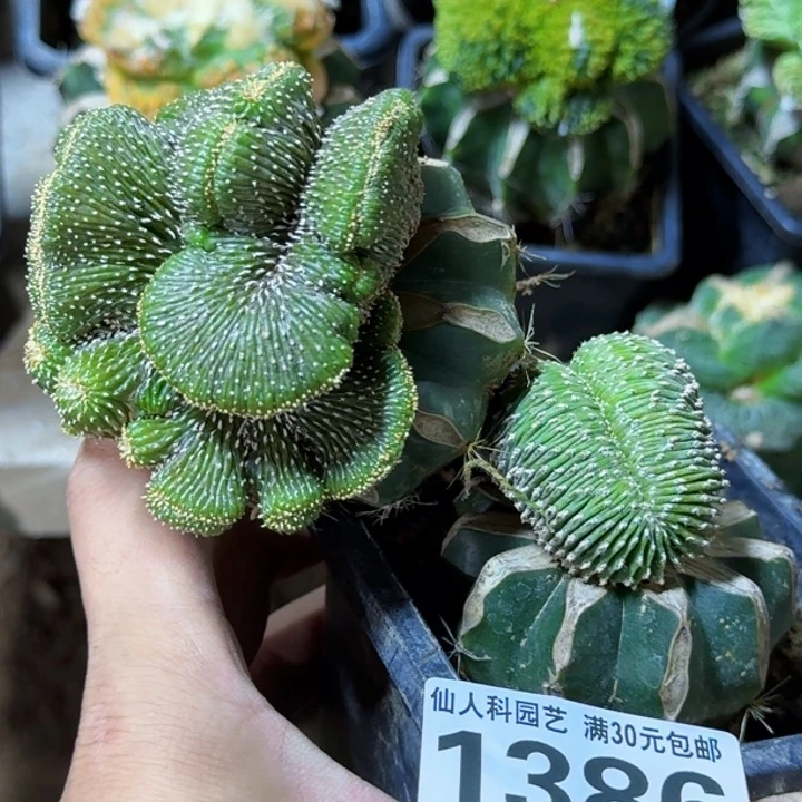 ?****鱼福利2颗花龙缀1386