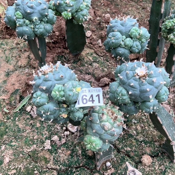 娅****⁶福利6颗乌1641仙人球