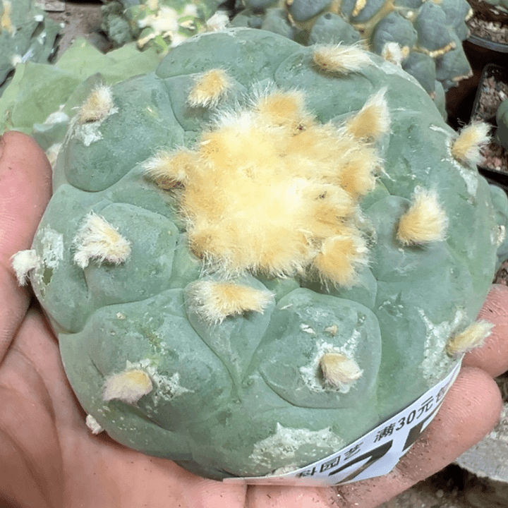 福利自根大优175