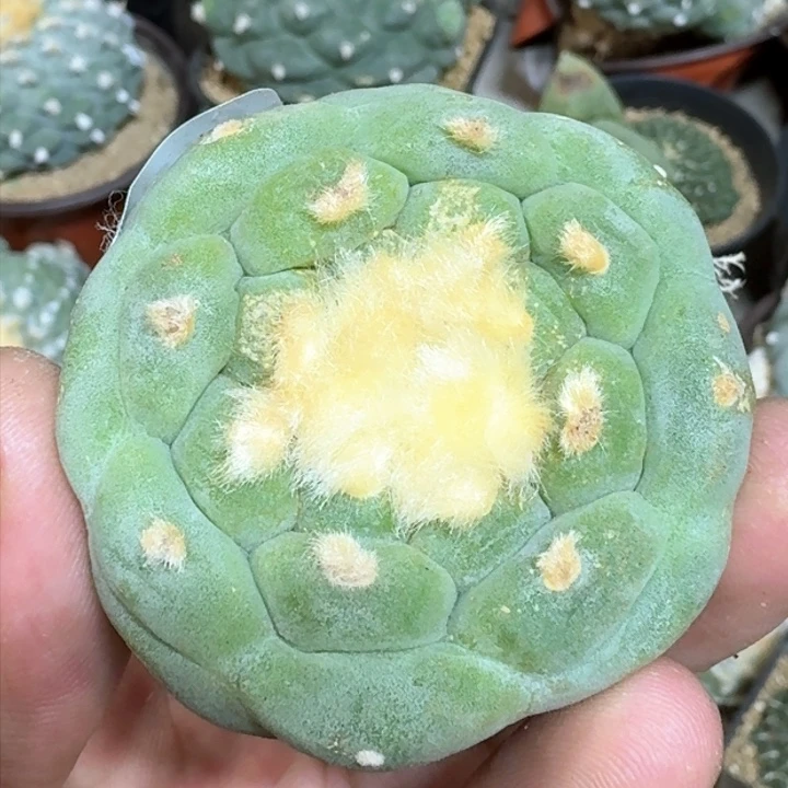 福利自根白肌795