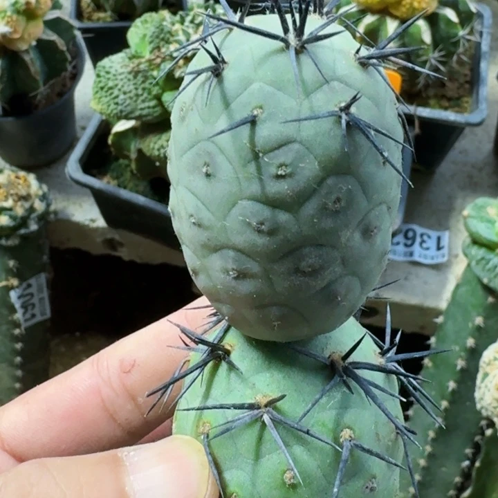 福利落地大绿皮粗黑刺399