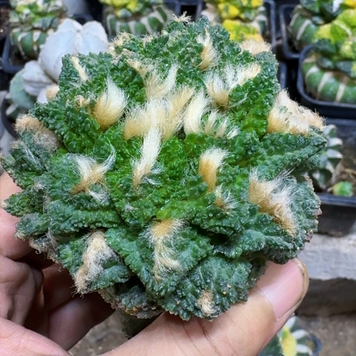 福利苗接哥龟1601