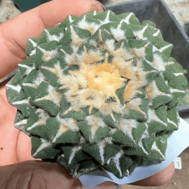 福利落地大黑牡丹186