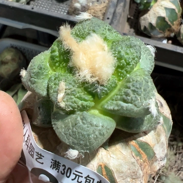 福利苗接连山365