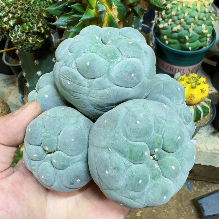 福利自根白肌大油673