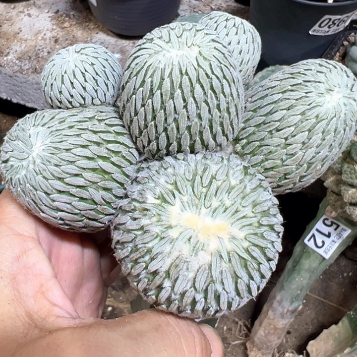 福利精巧丸群520