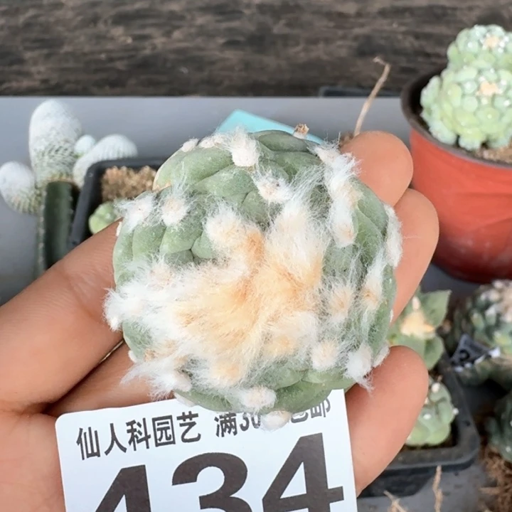 依**x434落地螺旋白肌佛头仙