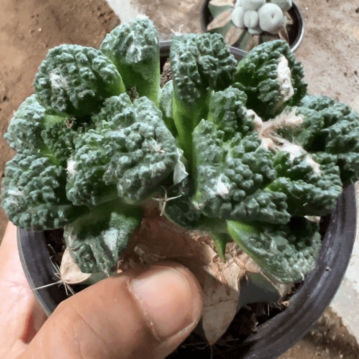 福利大优哥斯拉2161仙人球