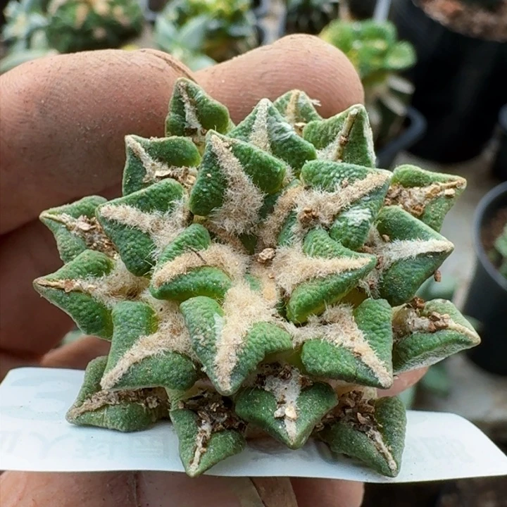 福利自根黑牡丹3126