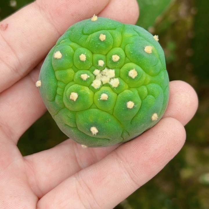 ?**狂福利苗接大优4458