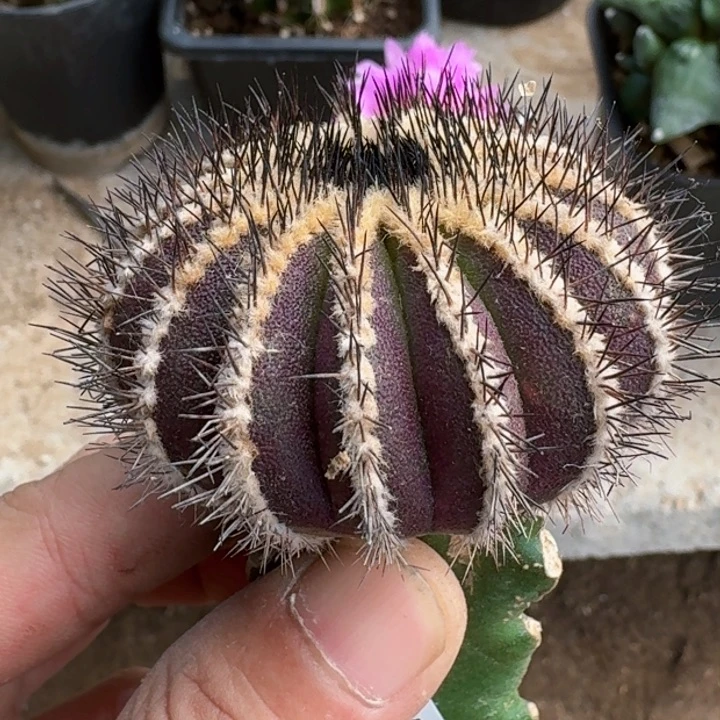 福利苗接紫皮尤波球815