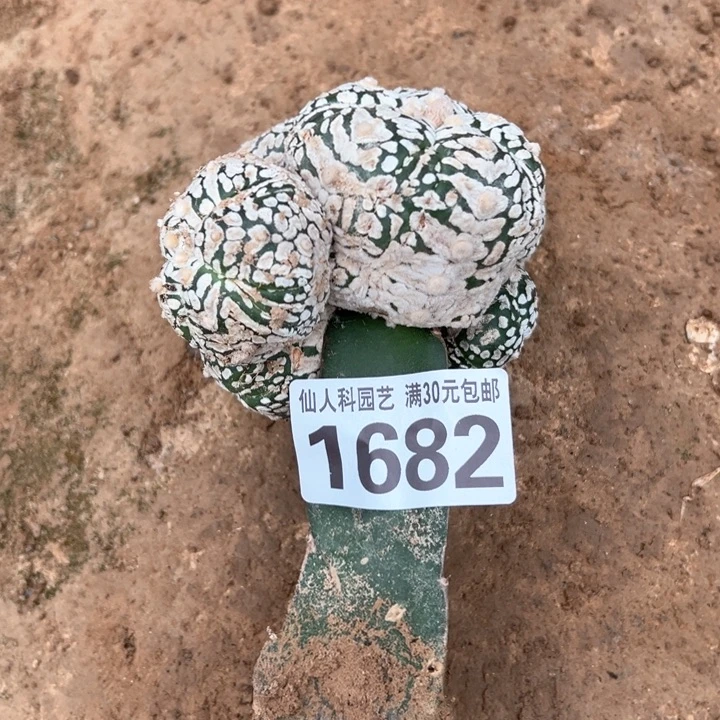 带****?福利大ｖ兜群1682