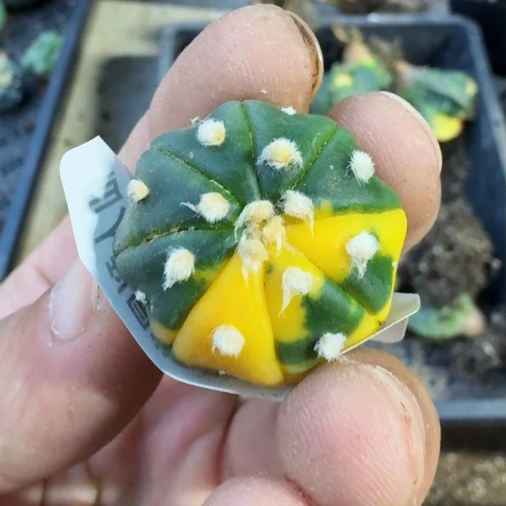 新*福利实生海星锦845