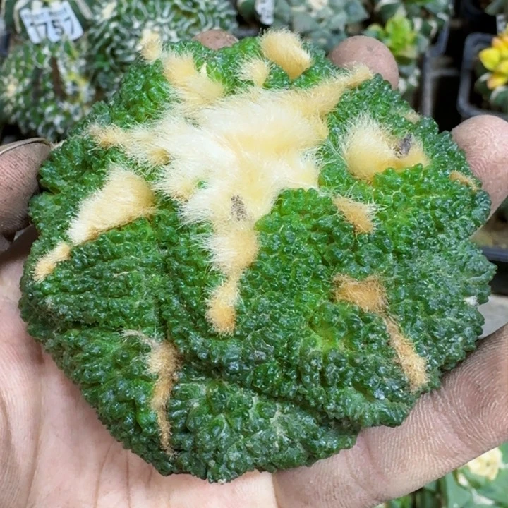 福利苗接哥斯拉仙人球