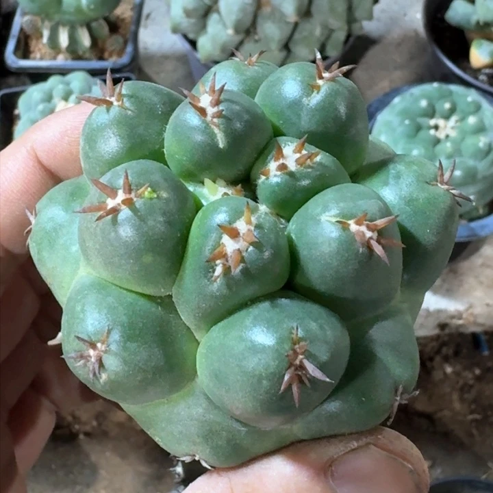 福利苗接短豪刺象牙397