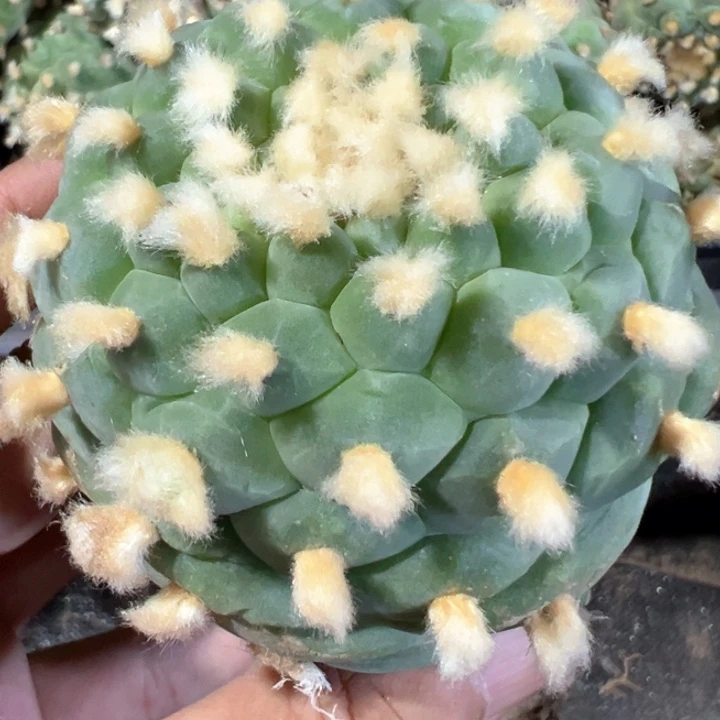 福利兰肌长毛191