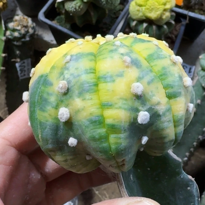 福利海星兜锦1474