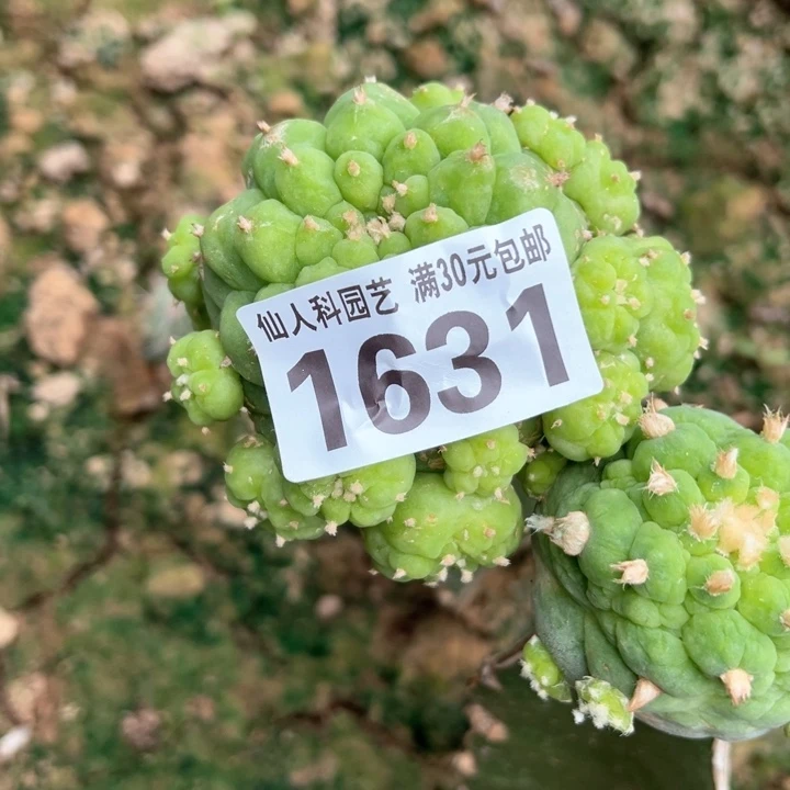十**刚福利纯种古田1631