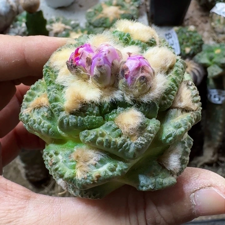 福利苗接龟甲779