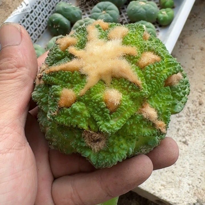 福利苗接哥斯拉3022