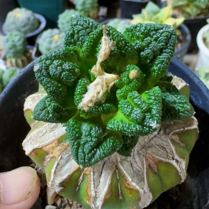 福利苗接新顿450