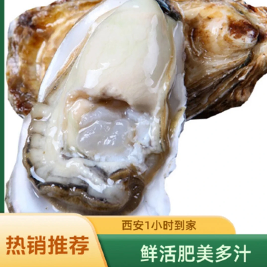 【鲜活生蚝★西安二丫海鲜】鲜活大4两肥美生蚝10个4+肥美 方欣直发