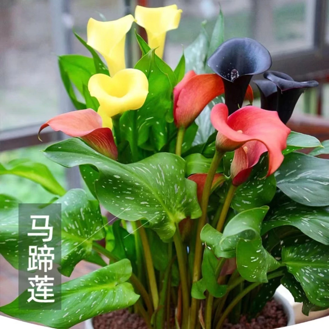 （伊间花卉）彩色马蹄莲种球  多年生  阳台易养
