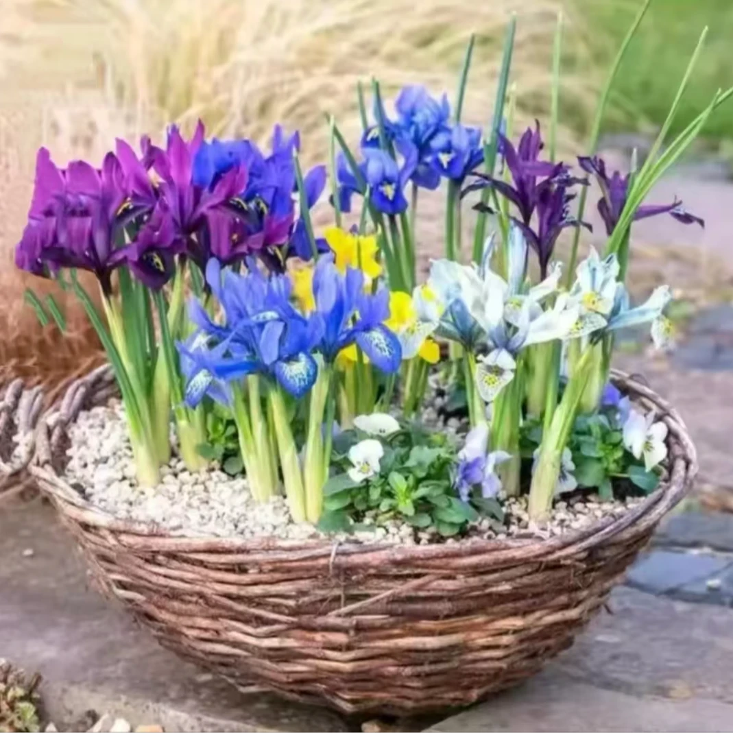 网脉鸢尾  荷兰球根鸢尾种球盆栽地栽均可 多年生可繁殖复花