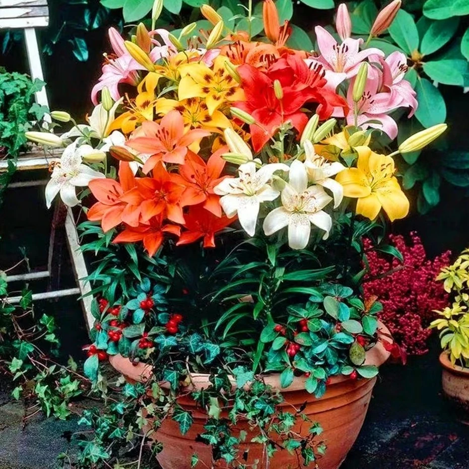 (伊间花卉)亚洲百合种球 5色可选 多年生耐寒花卉