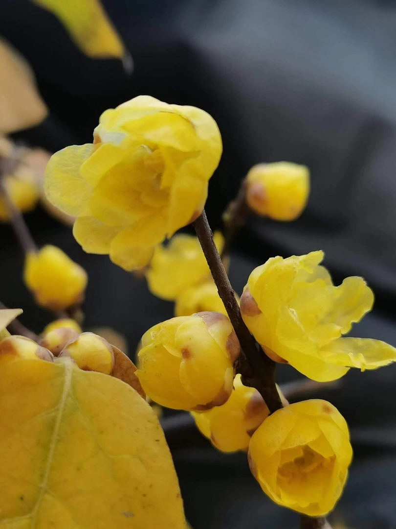 黄腊梅 耐寒 庭院花园植物  浓香