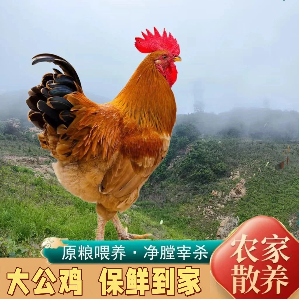 拍一发二散养农村大公鸡现杀公鸡肉土鸡笨鸡5.7-6斤顺丰包邮