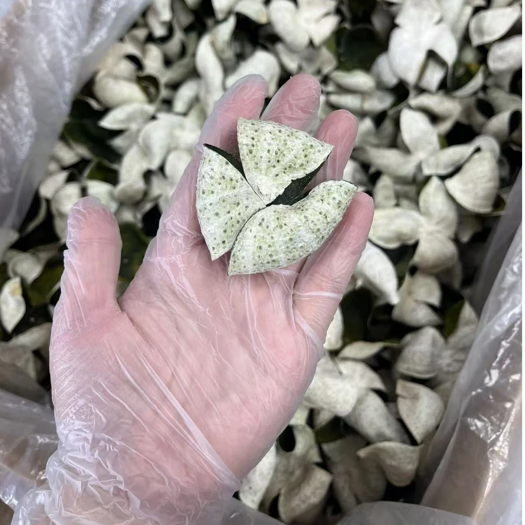 梅江塞口围青皮（正宗 精选 天然）