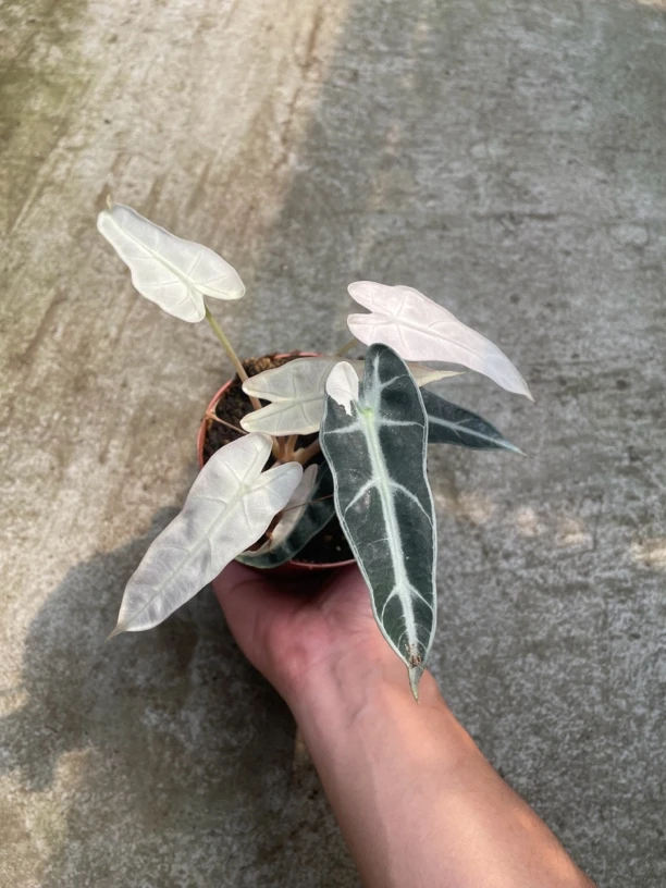 小仙女海芋办公室盆栽耐阴绿植可水培