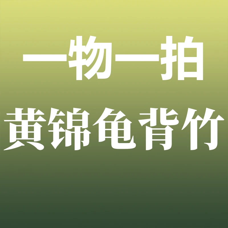 黄锦龟背竹（一物一拍/不包路损不售后）
