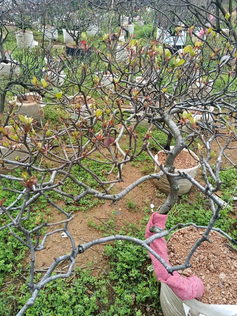 海岛春花 直播间一物一拍