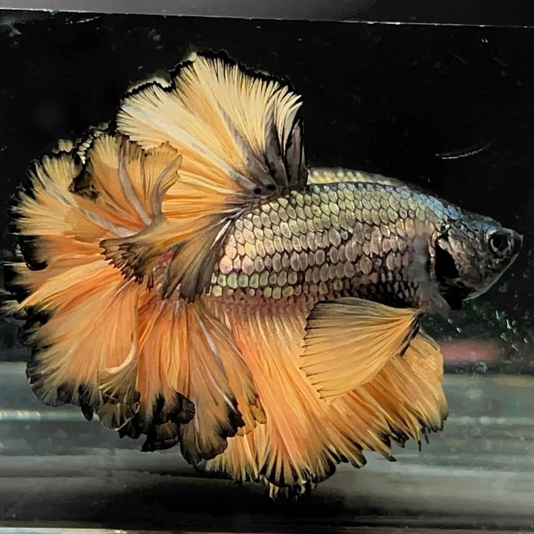 ⑭版313-336号泰国斗鱼小鱼观赏鱼/半月/狮王/将军活体观赏鱼