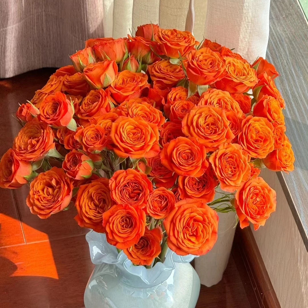 （一单包邮）橙色芭比玫瑰 鲜花云南基地直发