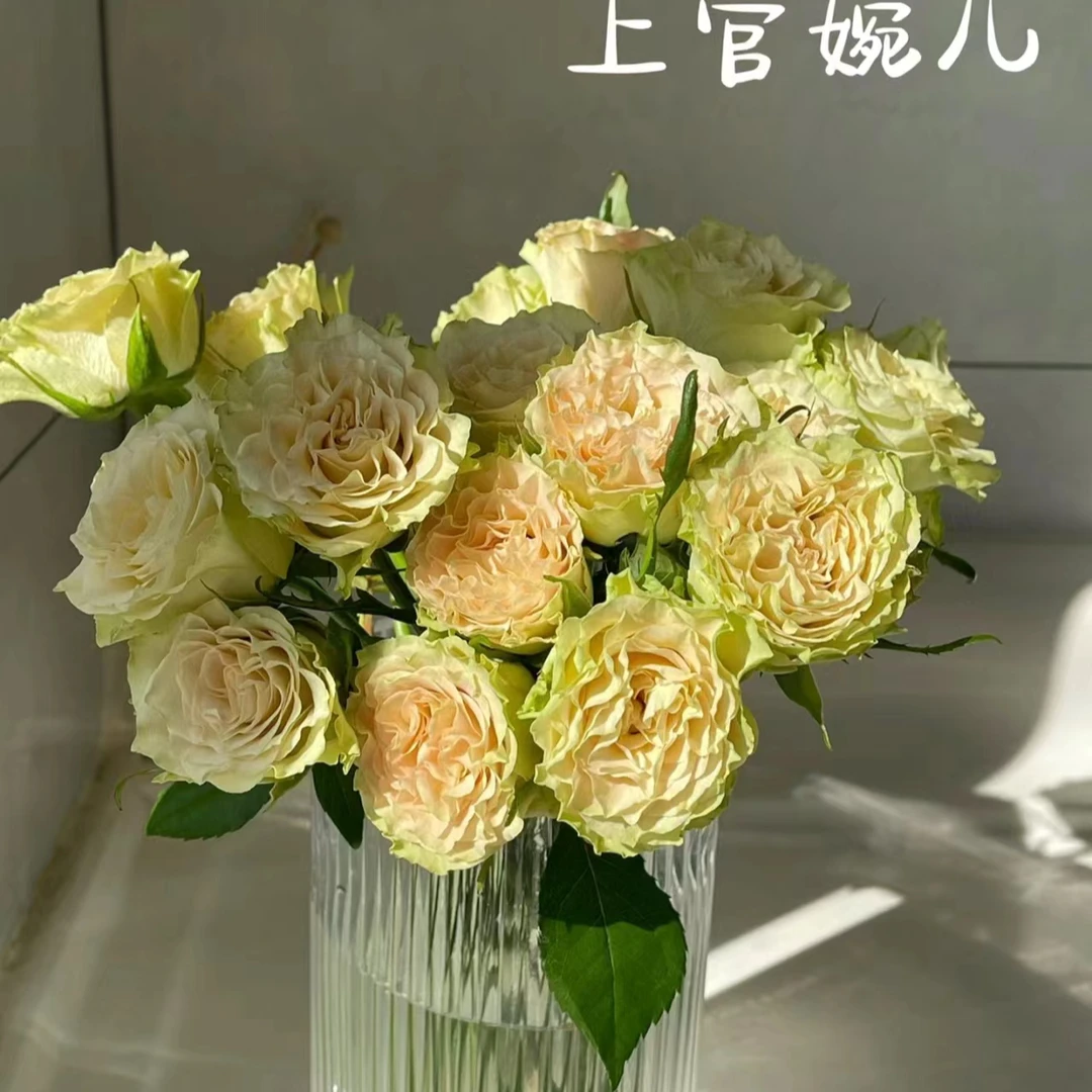 （任意两单包邮）上官婉儿玫瑰 鲜花云南基地直发