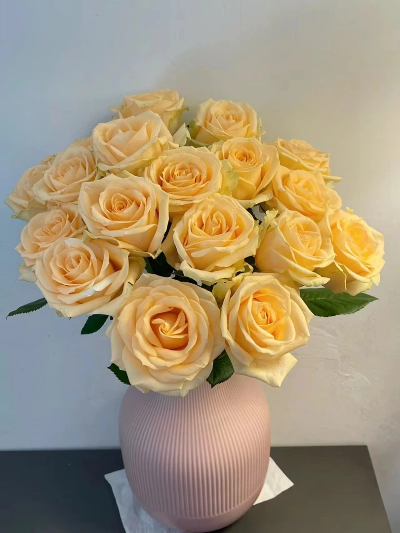 （一单包邮）香槟玫瑰鲜花云南基地直发