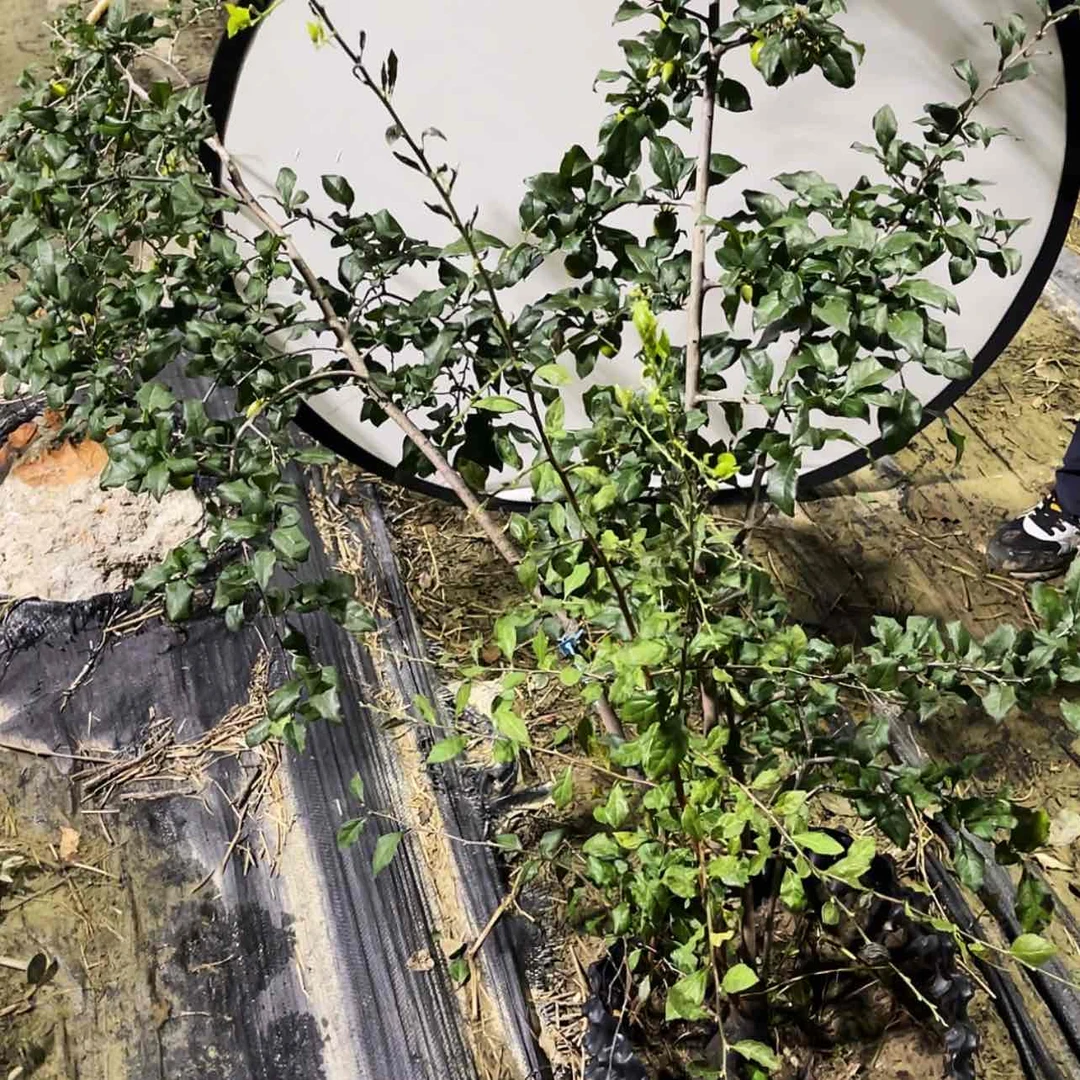 【闪购商品】老鸦苏*红500