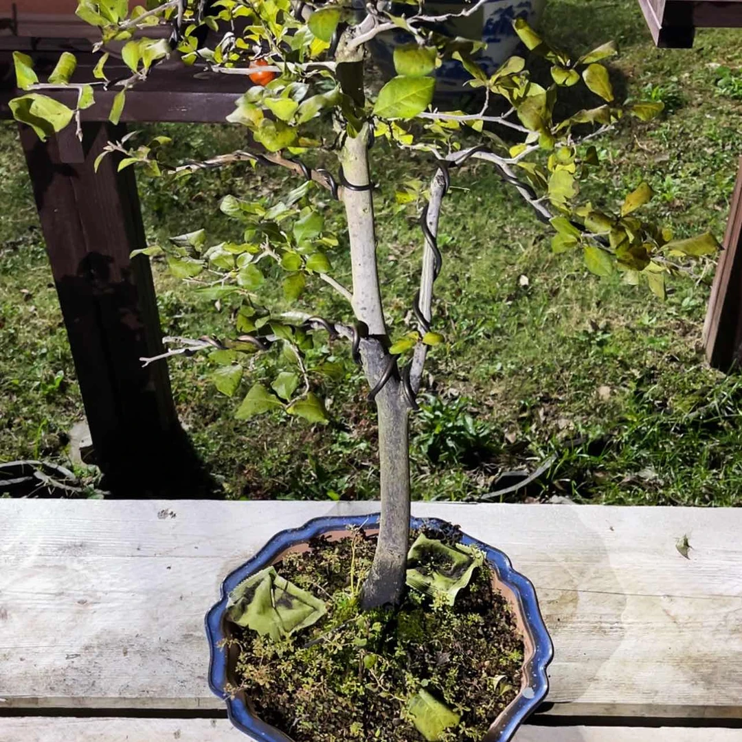 【闪购商品】老鸦柿姜*350